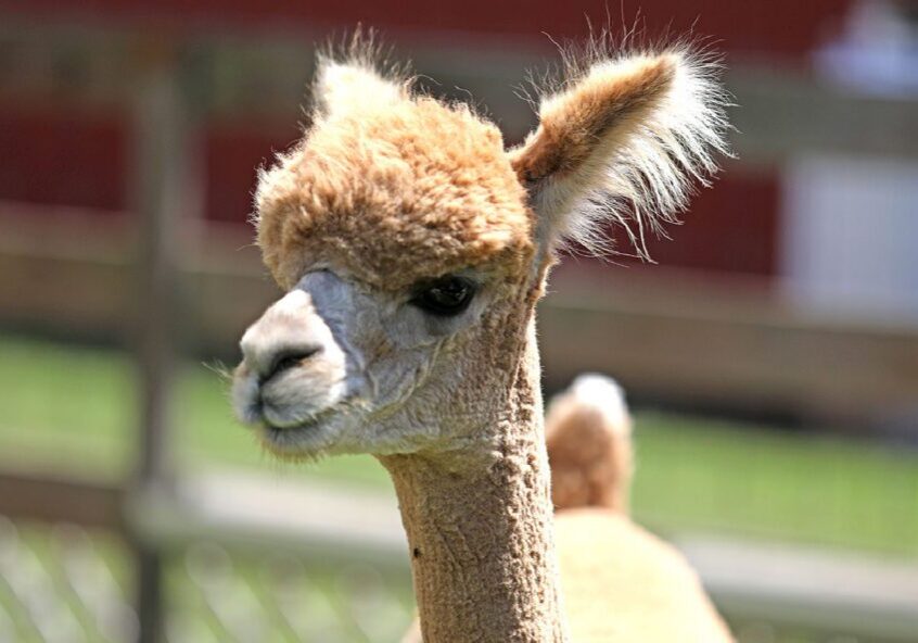Close-up of fluffy brown alpaca