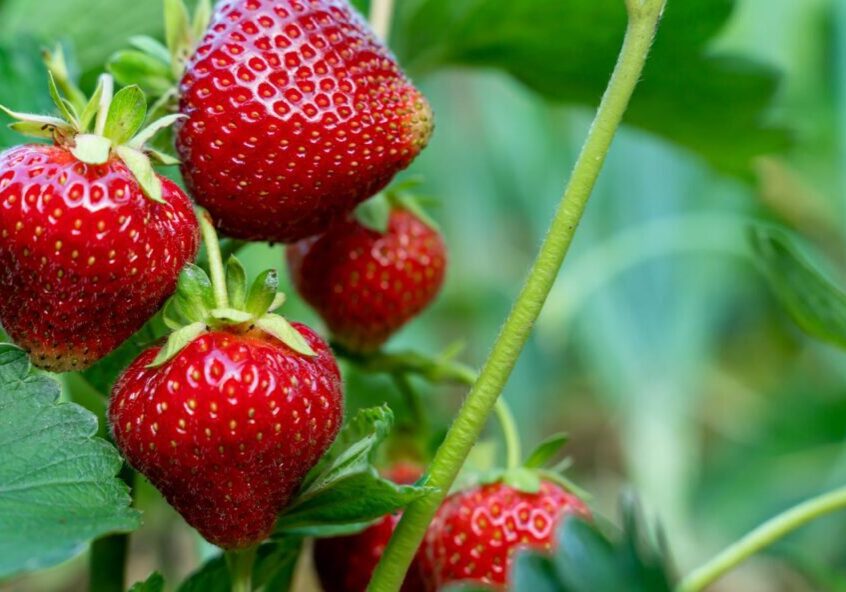 Strawberry-Festival_2@2x
